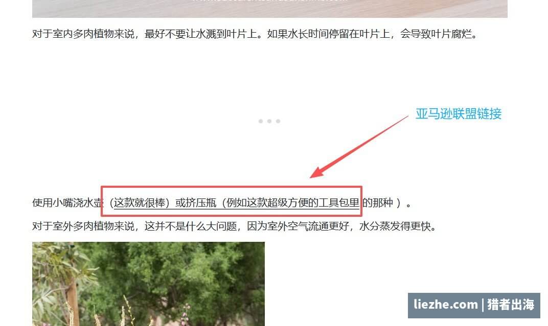 多肉植物站文章内嵌亚马逊联盟链接