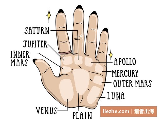 手掌各丘位标注图:金星丘、木星丘、土星丘、太阳丘等