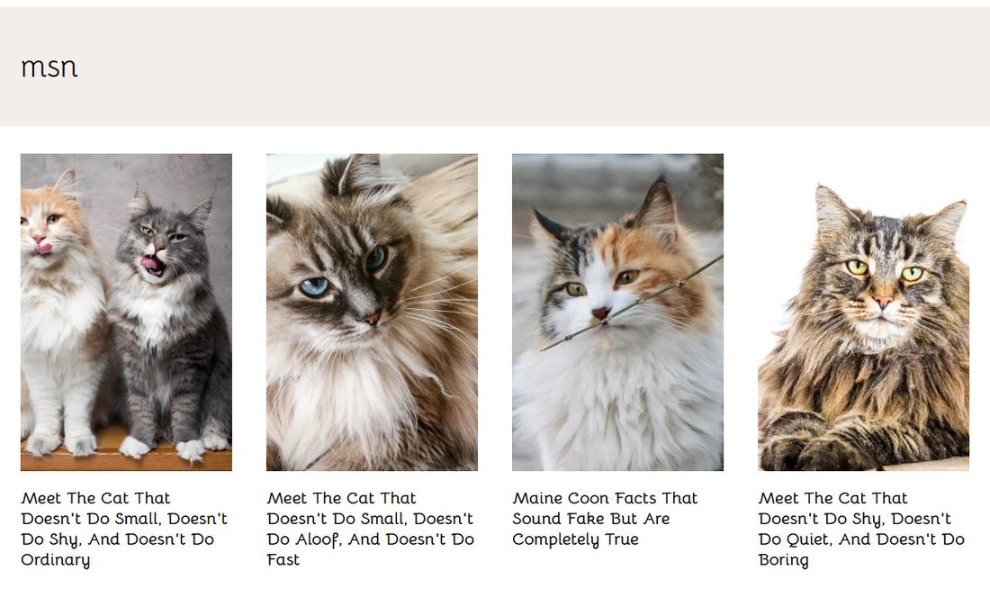 养猫站名为msn的栏目页,文章标题是信息流风格,比如Maine Coon Facts That Sound Fake But Are Completely True